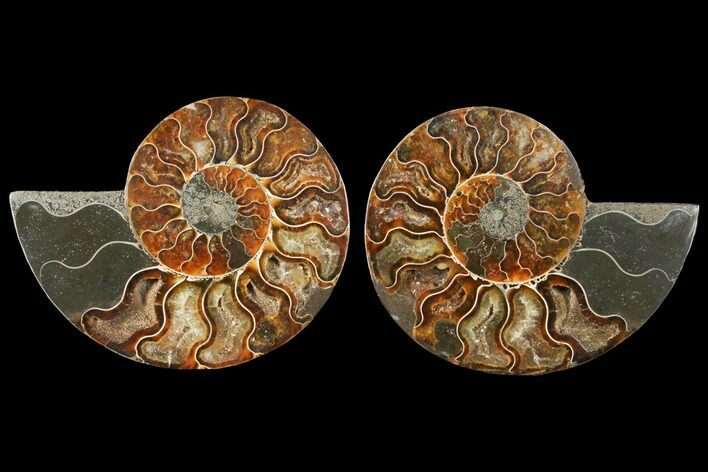 Sliced Ammonite Fossil - Agatized #125033
